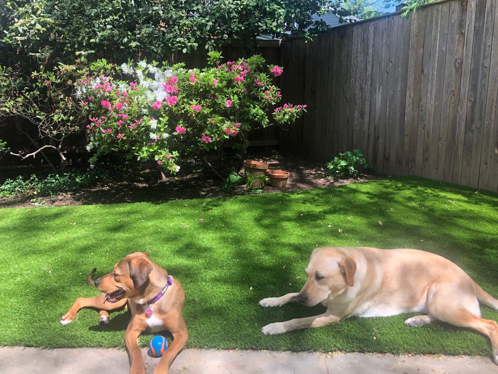 Bethesda Happy Dogs