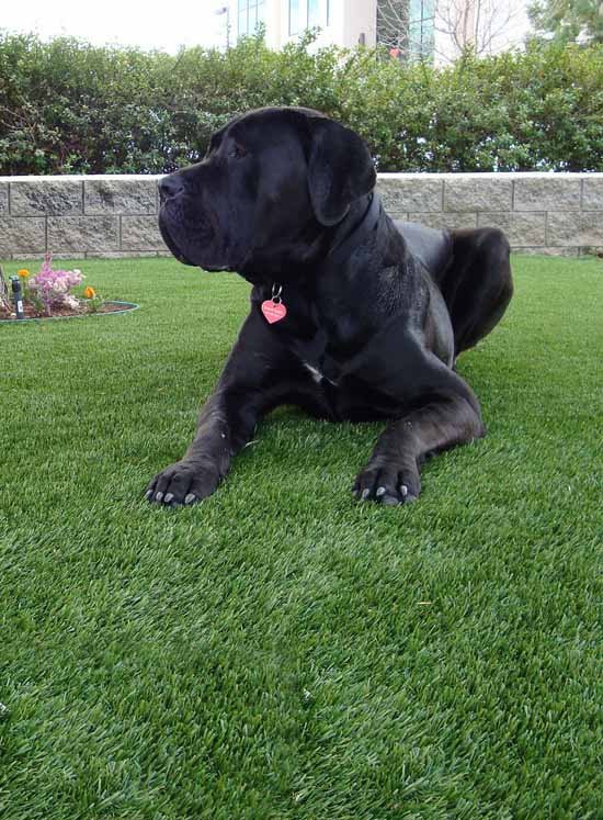 pet-turf