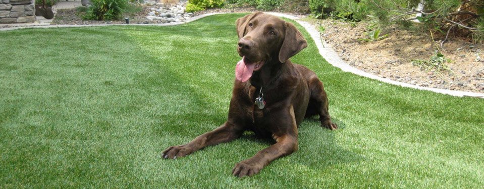 vet-clinics-turf